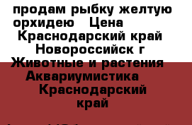 продам рыбку желтую орхидею › Цена ­ 1 000 - Краснодарский край, Новороссийск г. Животные и растения » Аквариумистика   . Краснодарский край